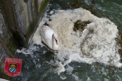 29. August 2010: Bergung eines Schwans